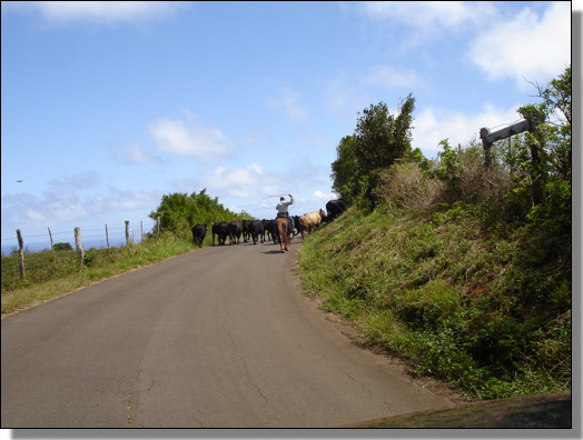 Cattle Drive