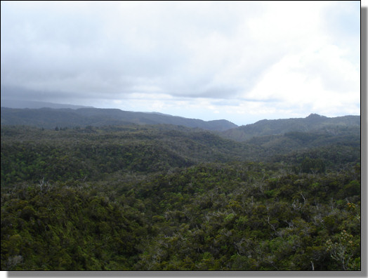 Pihea Trail 1