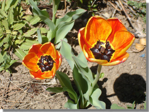 Tulips