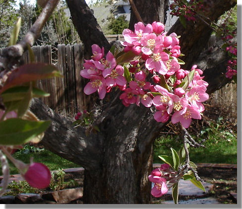 Apple Blossoms